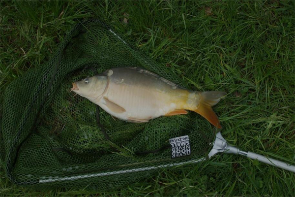 夢見渾水摸魚是什麼意思_周公解夢