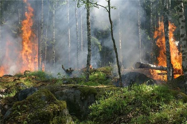 夢見大火燒山_周公解夢