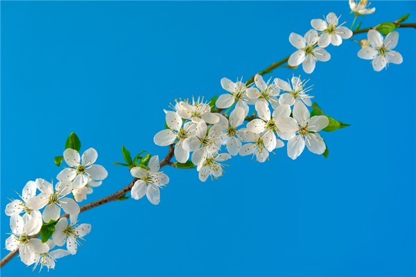 夢見櫻桃花代表著什麼？_周公解夢