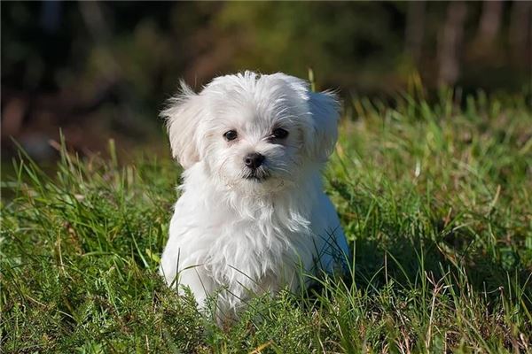 夢見狗一直追著我不放_周公解夢