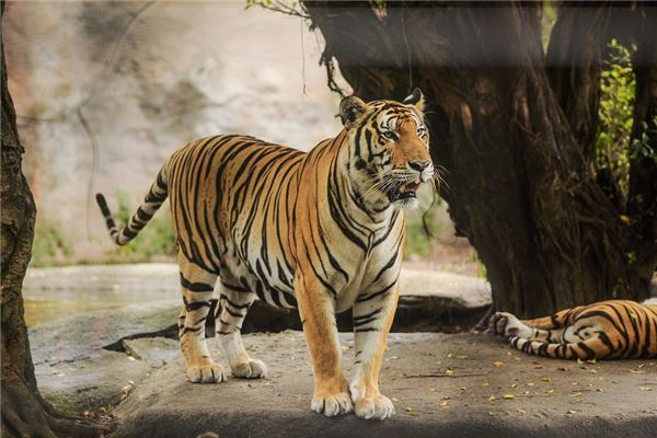 屬虎和什麼屬相最配財運福運好_十二生肖