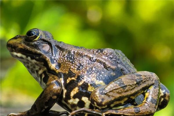 夢到蟾蜍_周公解夢