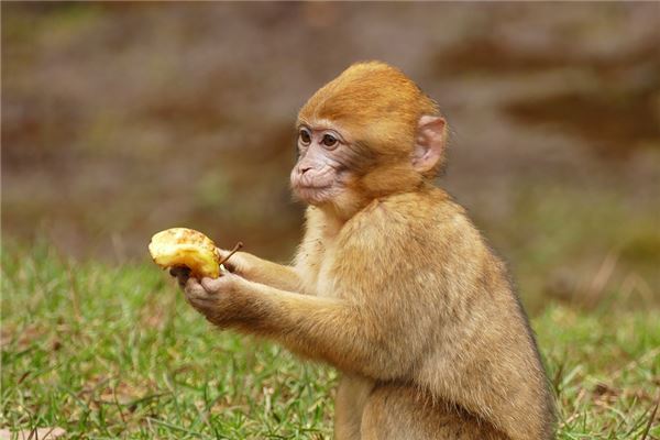屬猴的五月份運勢_十二生肖