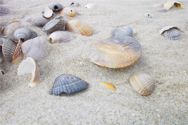 夢見撿蚌怎麼回事_周公解夢