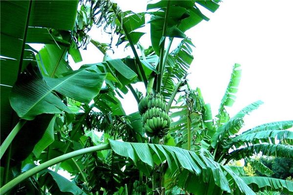 夢見芭蕉:夢中折芭蕉,家業興隆_周公解夢