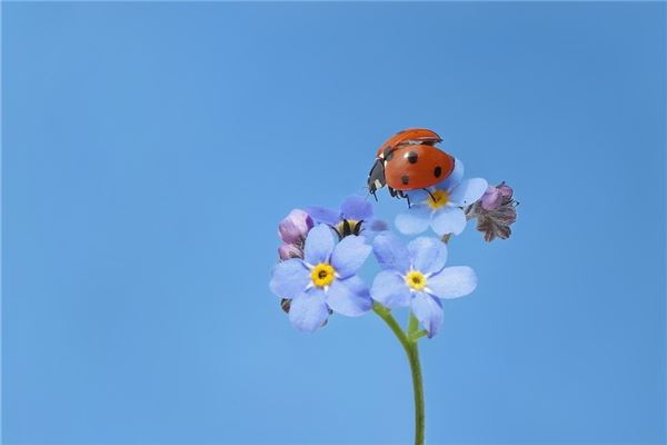 夢見身上掉蟲子是怎麼回事_周公解夢