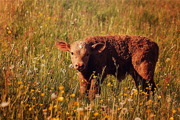 夢見小牛犢_周公解夢