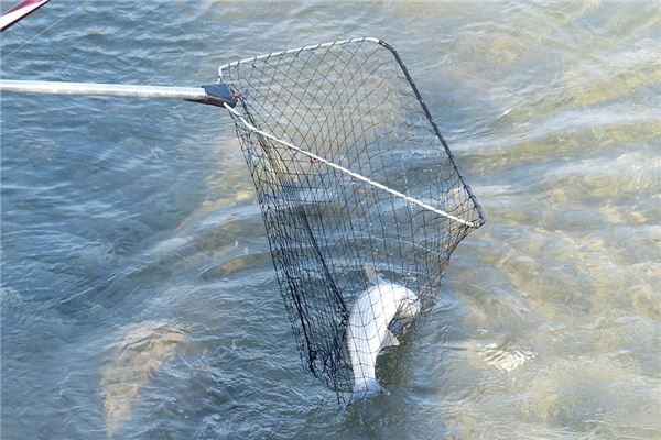 夢到網到大魚有什麼寓意嗎_周公解夢