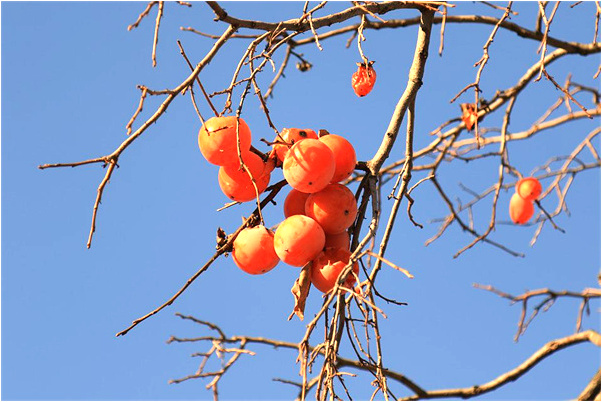 夢到了兩隻紅色的鳥是好的徵兆嗎_周公解夢官網