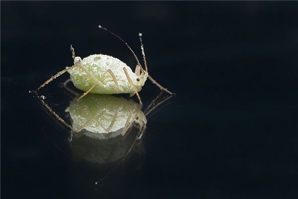 夢到頭上生虱子是好是壞_周公解夢