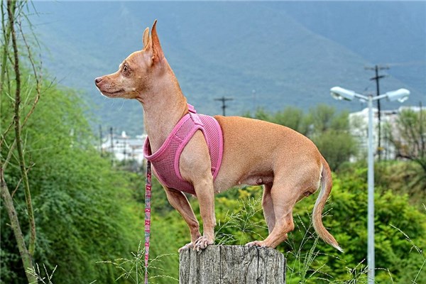 夢到狗拿耗子是什麼意思_周公解夢
