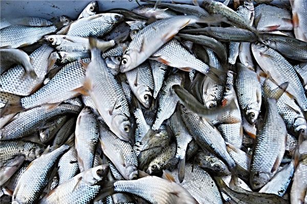 夢到白條魚是凶兆還是吉兆_周公解夢