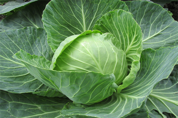 夢到了送人白菜是什麼啟示_周公解夢