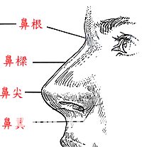 鼻子面相總論