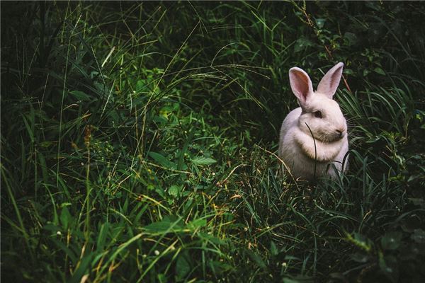 兔年人在鼠年的運程_十二生肖
