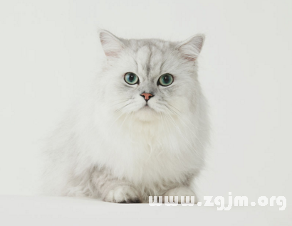 夢見白色的貓