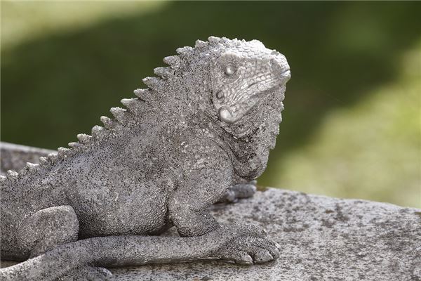 夢見銀色的龍代表什麼_周公解夢