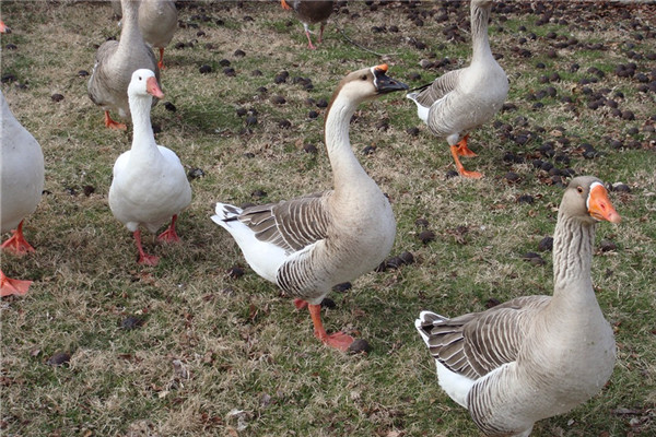 夢見炒鵝肉是什麼意思_周公解夢