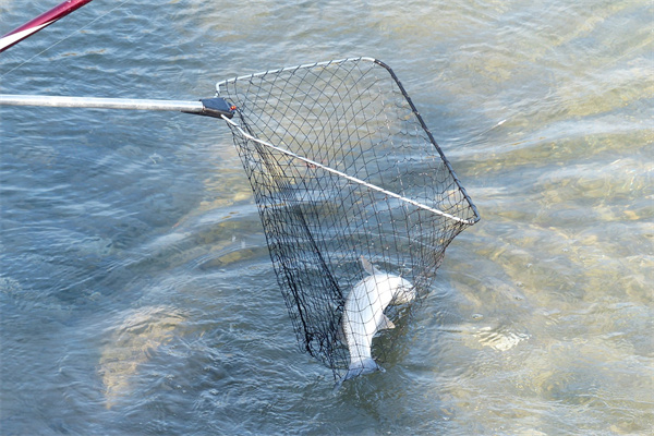 夢到河裡逮魚預示什麼_周公解夢