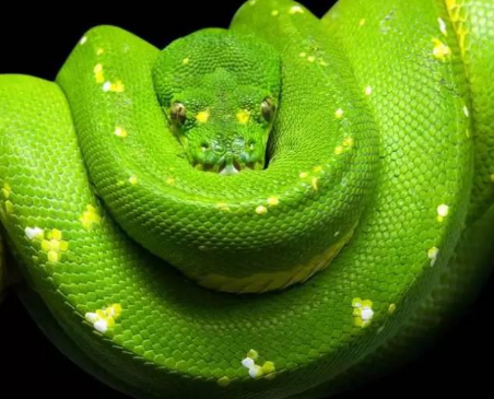 夢見綠色眼鏡蛇
