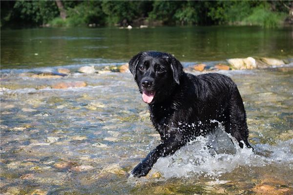 夢見黑色大狗有什麼徵兆_周公解夢