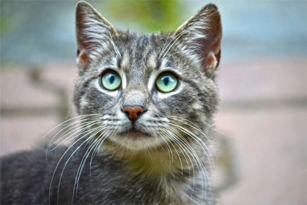 夢見被貓抓_周公解夢