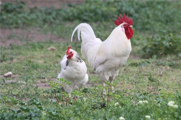 1981年屬雞人2021年運勢及命運 41歲生肖雞在牛年每月運程如何_十二生肖