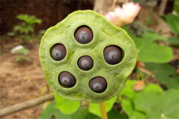 女人夢見蓮子是胎夢_周公解夢