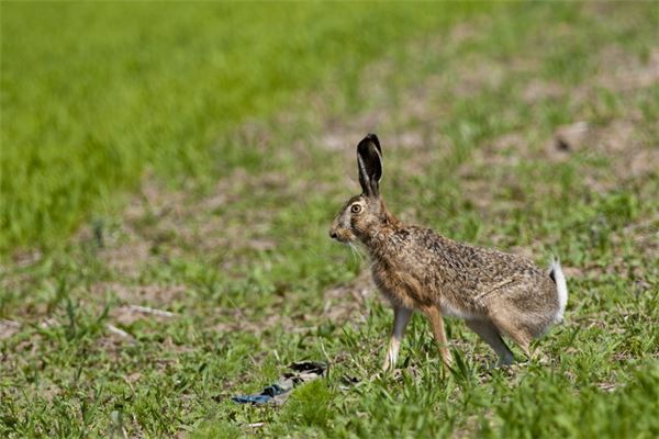 夢見抓野兔_周公解夢