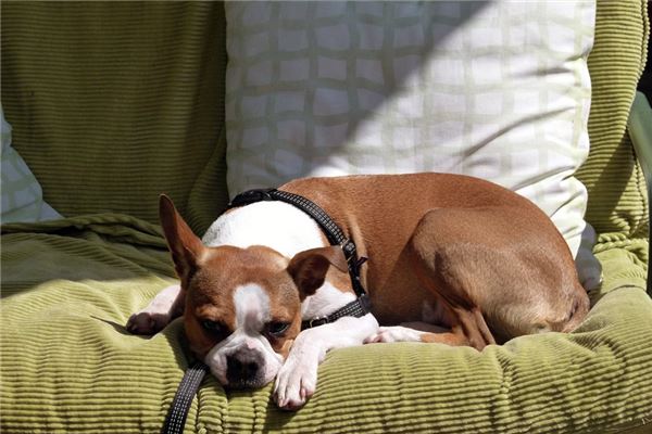 女人夢見打狗使勁打_周公解夢