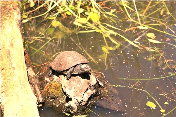 夢見已死的人殺魚洗肉代表著什麼_周公解夢官網