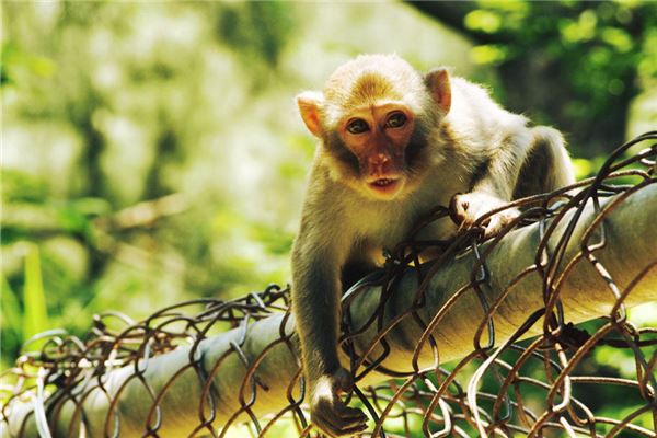 夢見小猴子_周公解夢