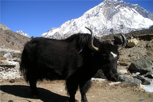 夢到耗牛是什麼兆頭_周公解夢