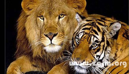 夢見獅子跟老虎