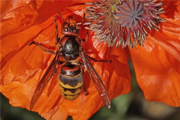 夢見被馬蜂蟄了_周公解夢
