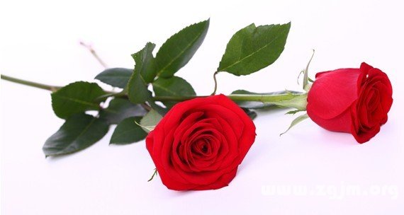 玫瑰花的花語