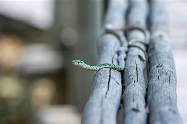 夢到到處都是蛇_周公解夢