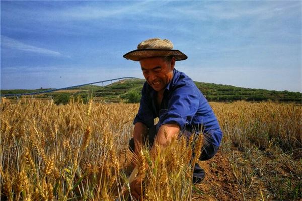 夢見別人收麥子_周公解夢
