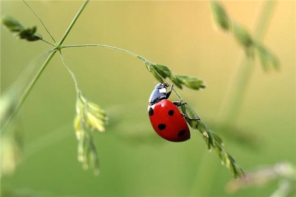 夢見昆蟲_周公解夢