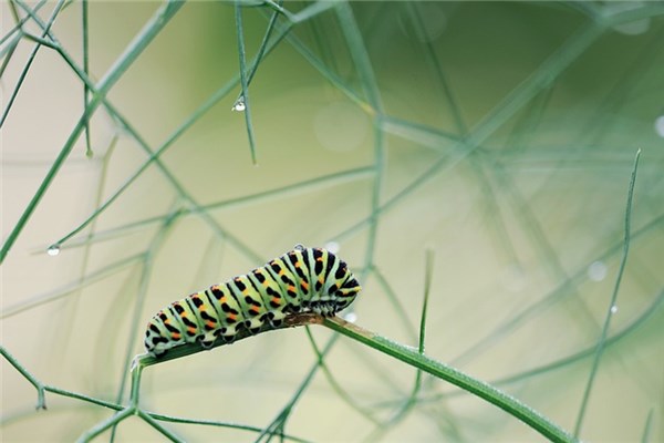 夢見蟲子死了有什麼預示嗎_周公解夢