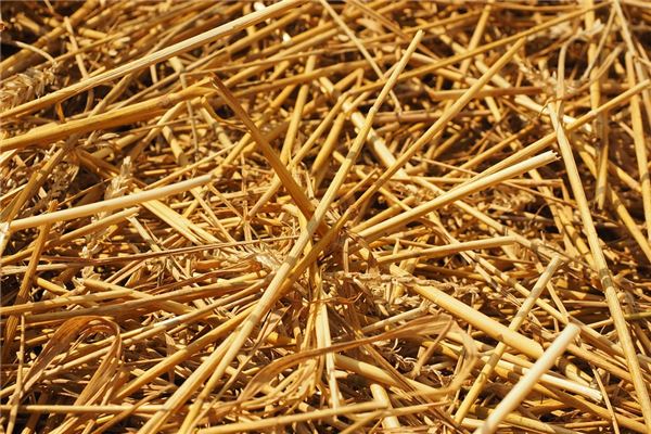 夢見麥桔是什麼意思？_周公解夢