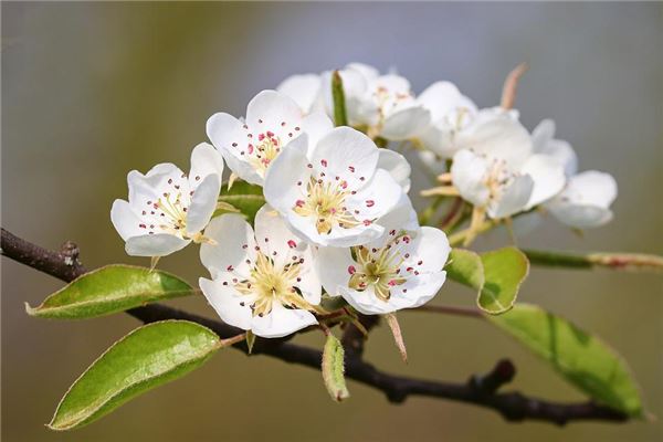 夢見梨花開是什麼預兆_周公解夢