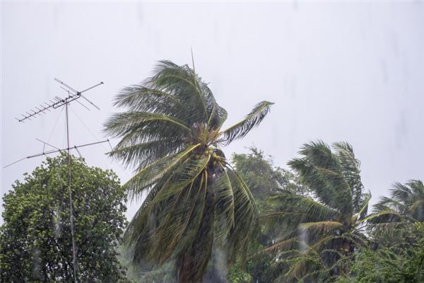 夢見狂風_周公解夢