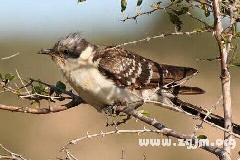 夢見布穀鳥