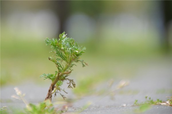 夢到了艾蒿是什麼意思_周公解夢