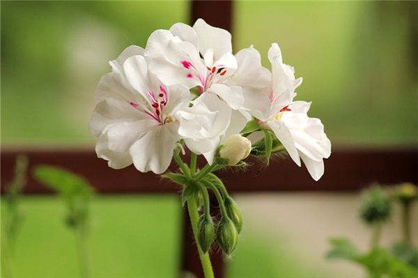 周公解夢夢見花_周公解夢