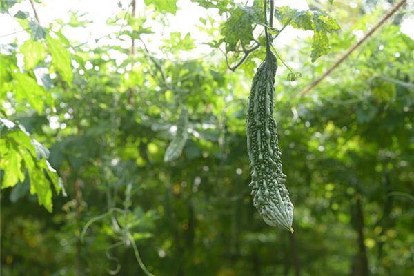 孕婦夢見摘苦瓜_周公解夢 孕婦夢見摘苦瓜是什麼意思_孕婦夢見摘苦瓜好不好_周公解夢官網