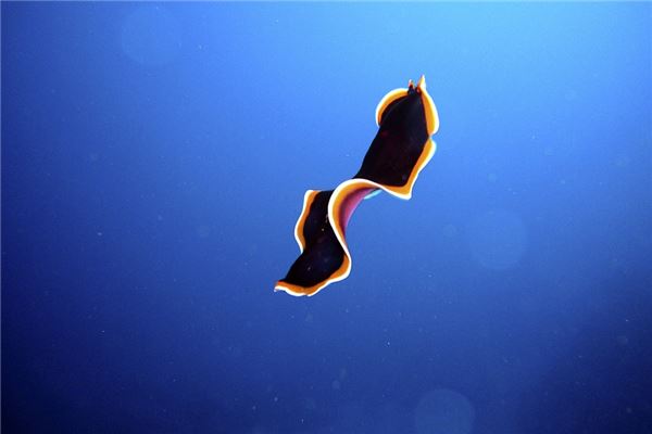 夢見水中有蟲是啥意思_周公解夢