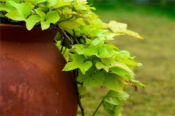 女人夢見紅薯葉茂盛_周公解夢