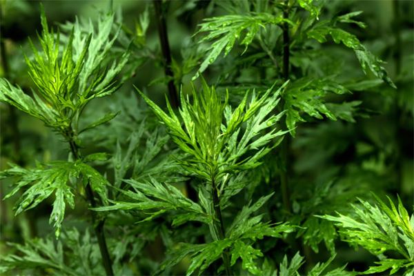 夢見艾草什麼意思_周公解夢